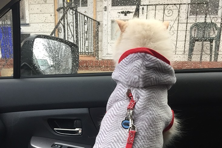 Cosmo enjoying the view from a car window.