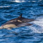Dolphin echolocation in action