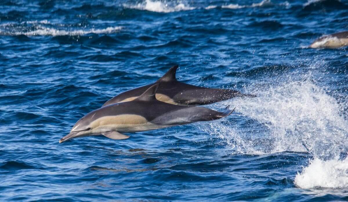 Dolphin echolocation in action