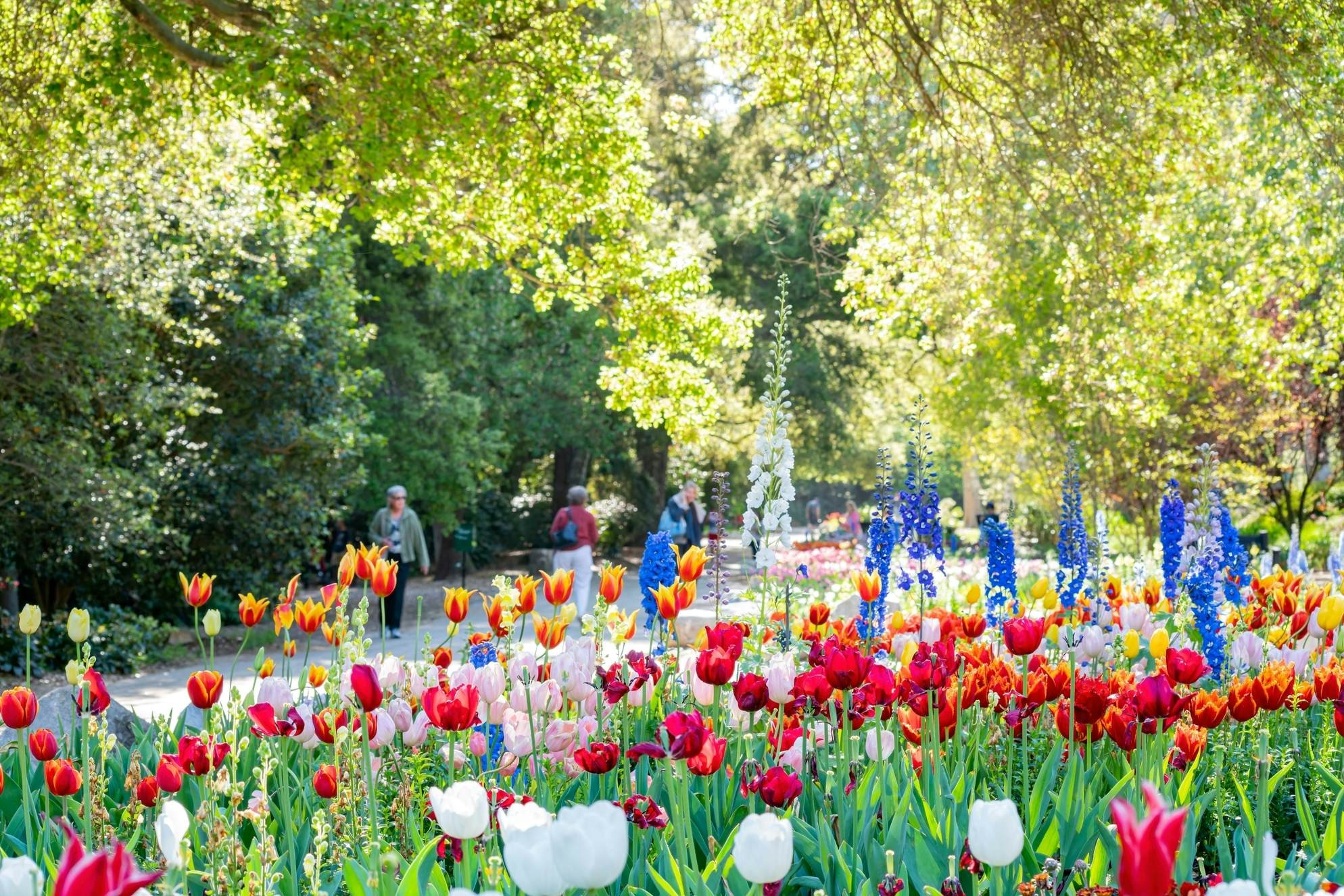 Tulips in bloom in a flower bed bordering a path through a garden