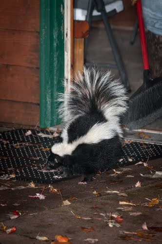 Skunk spraying, alt text: A skunk forcefully emits its characteristic spray, demonstrating its potent defense mechanism and serving as a clear warning sign.