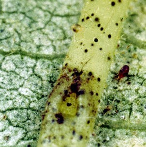 Plant leaf heavily infested with spider mites, evidenced by the numerous tiny yellow and white spots from mite damage and the small red dots of the mites themselves.