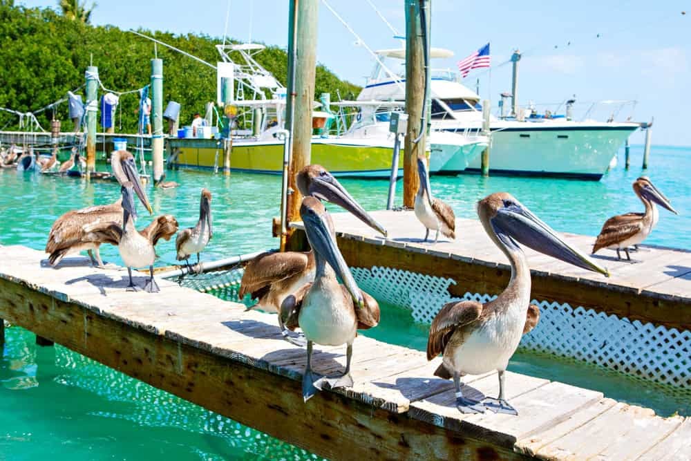 The Florida Keys Pelicans