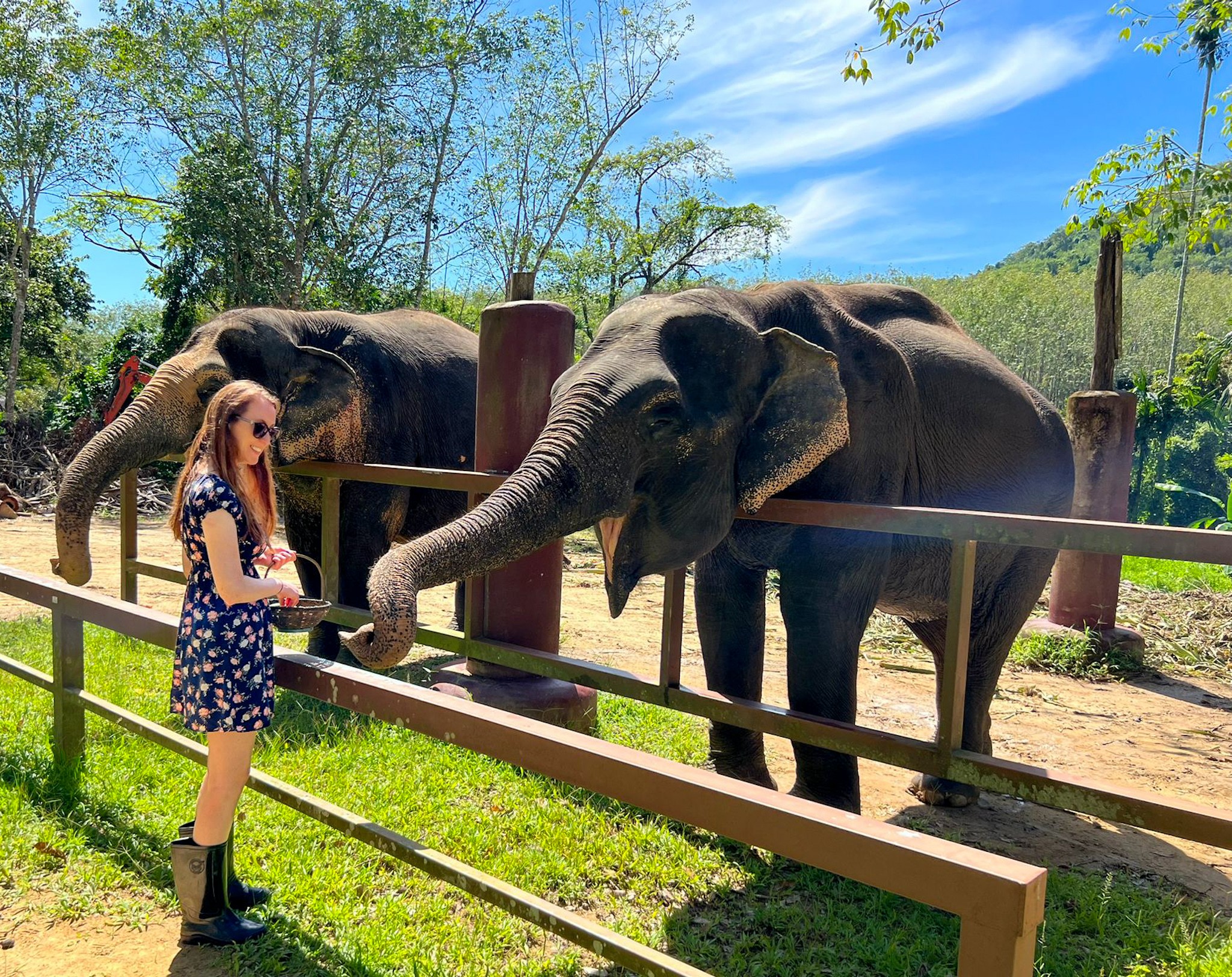 Elephants in Phuket sanctuary