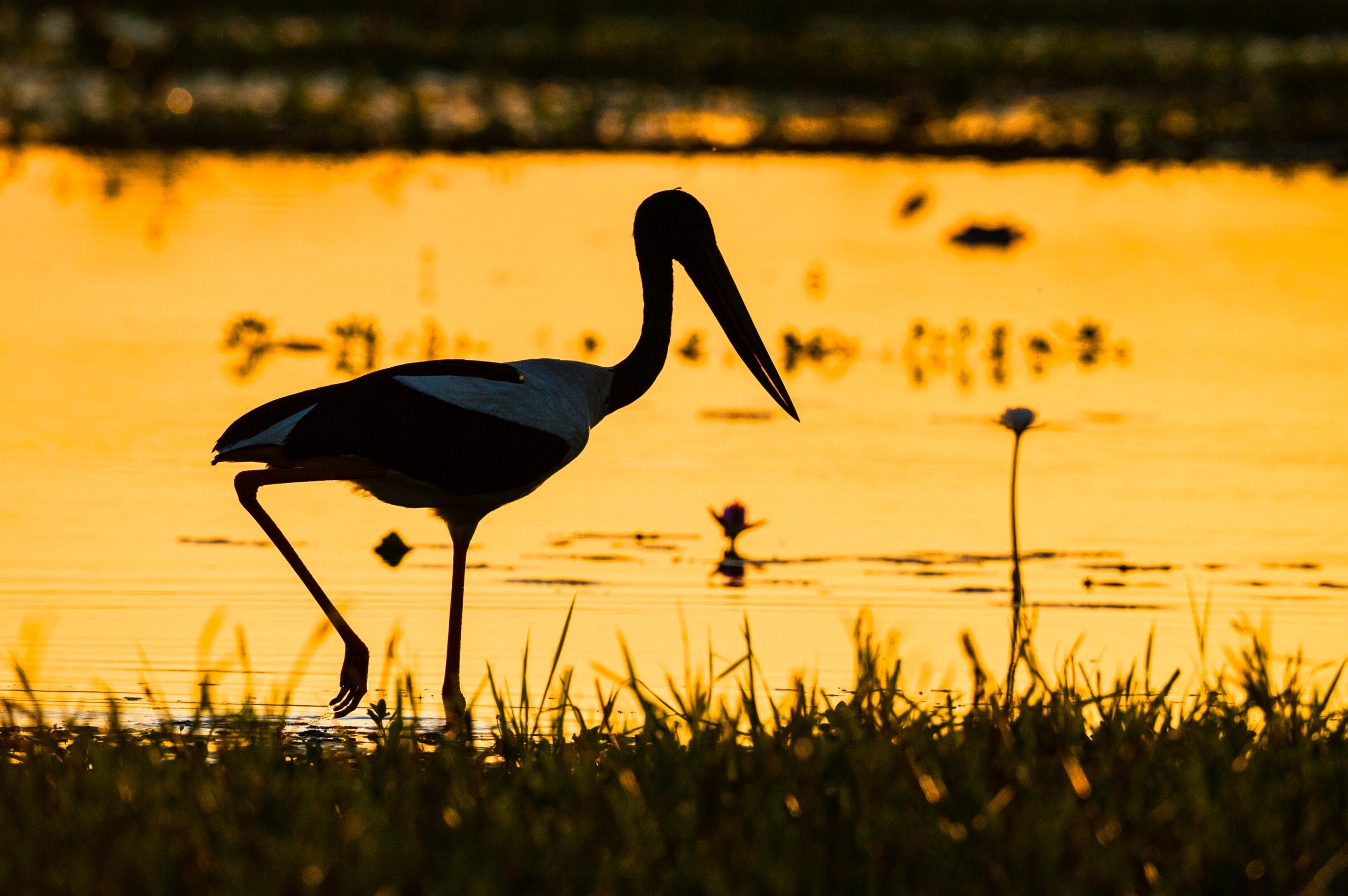 A black-necked stork in Kakadu National Park, Australia