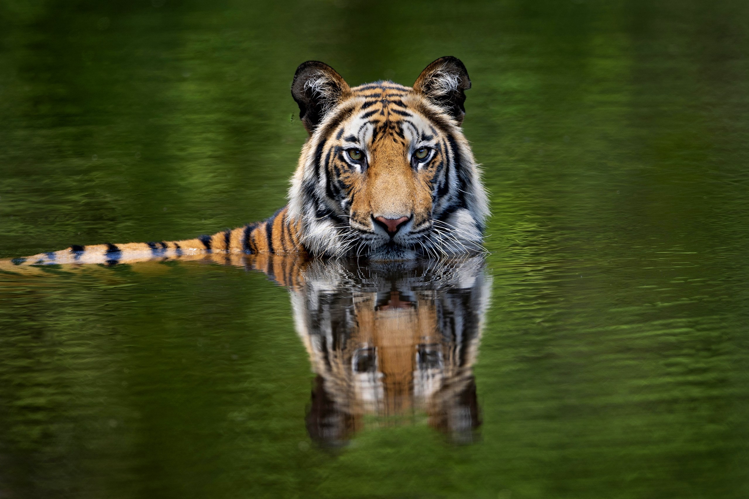 A majestic Bengal tiger in Bandhavgarh National Park