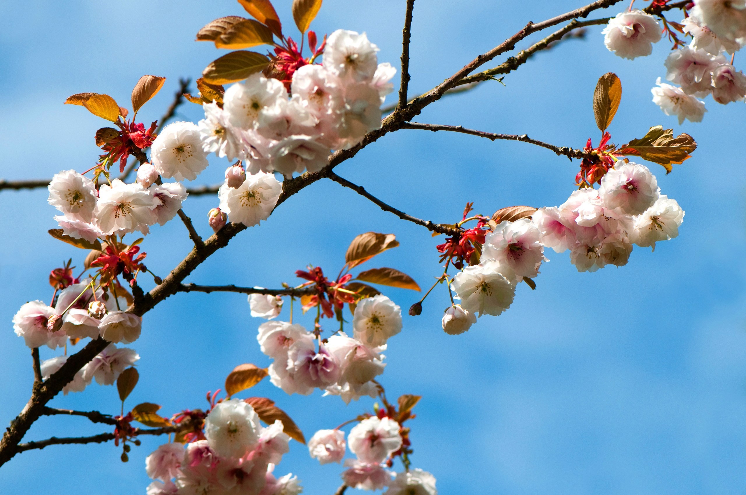 Japanese flowering cherries at Westonbirt Arboretum in the Cotswolds