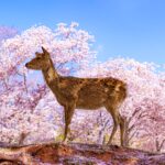 Deer roaming in Nara Park during cherry blossom season