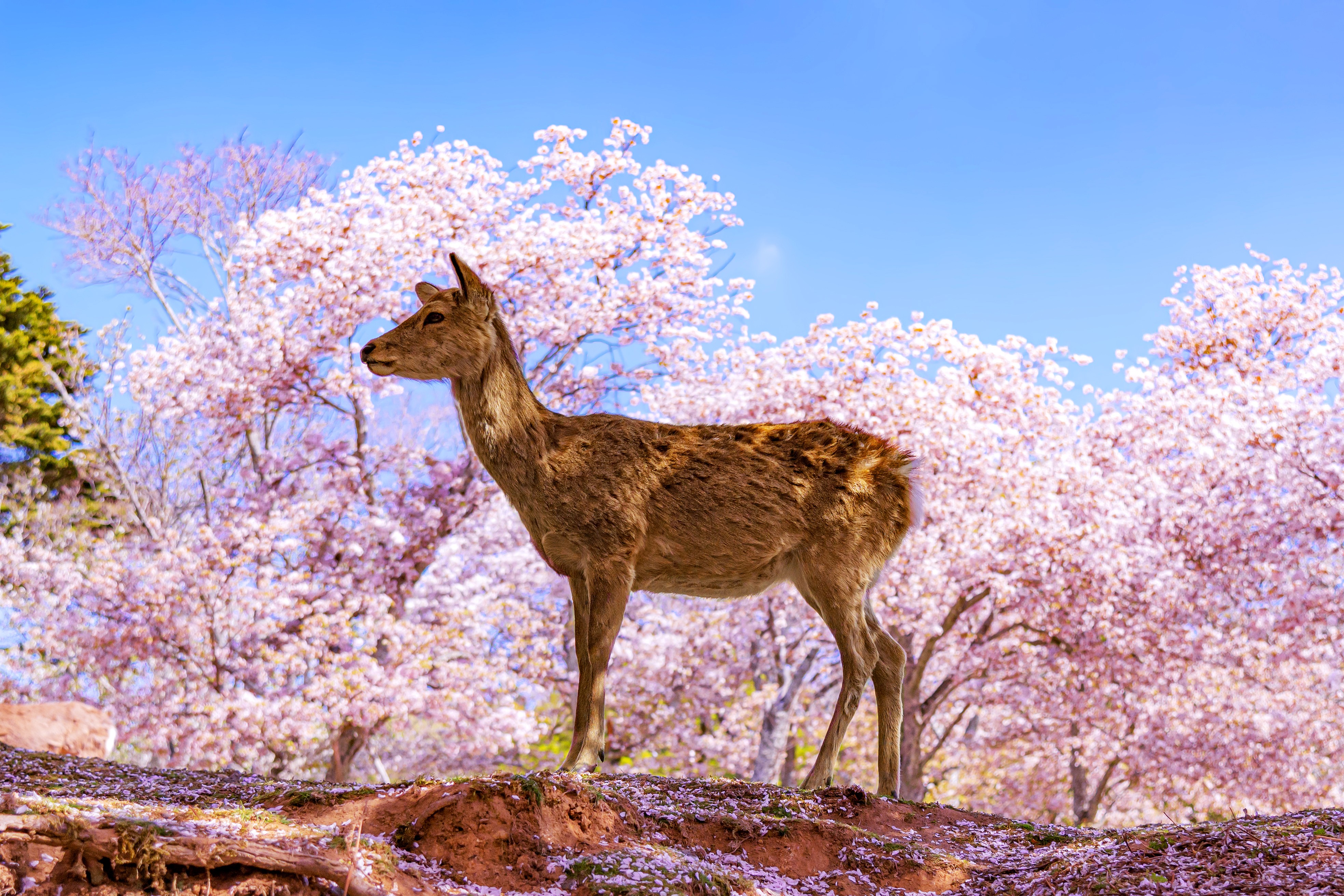 Deer roaming in Nara Park during cherry blossom season