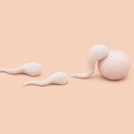 Sperm traveling towards an egg, illustrating the concept of fertilization.