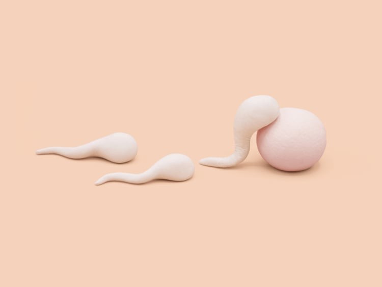 Sperm traveling towards an egg, illustrating the concept of fertilization.