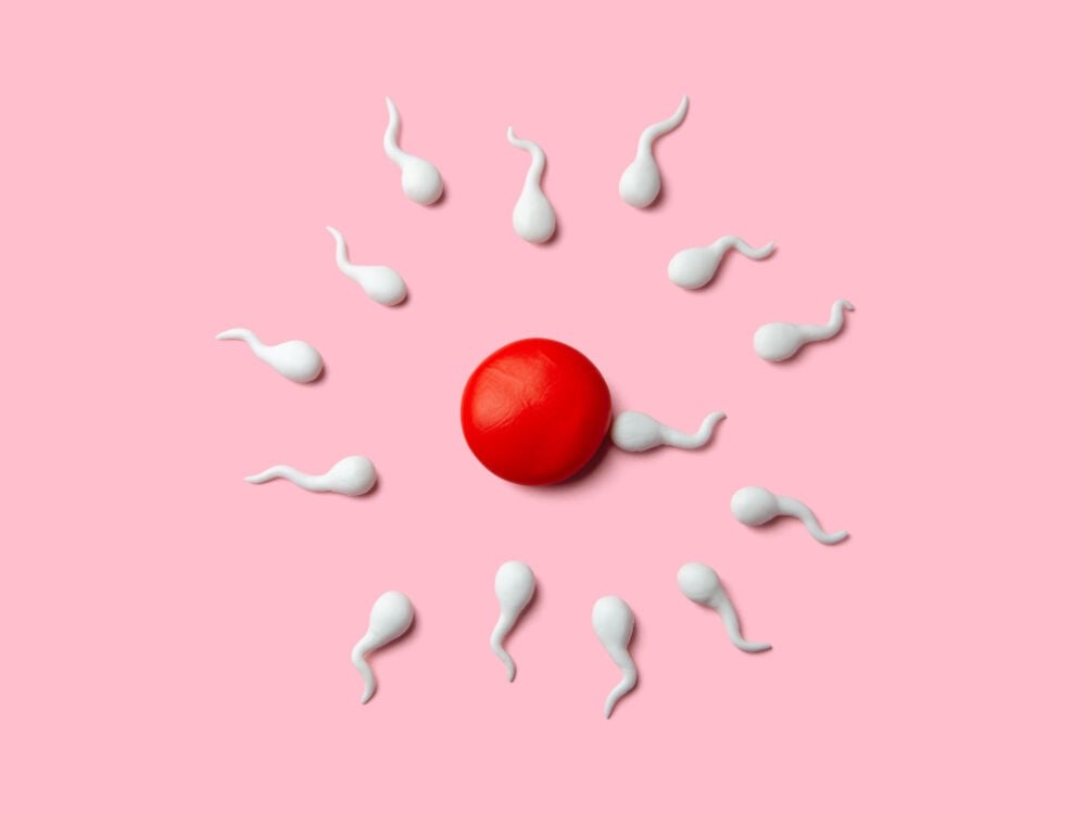 Microscopic view of a fertilized egg, illustrating the moment of conception.