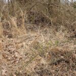 Deer bedding with wind at their back