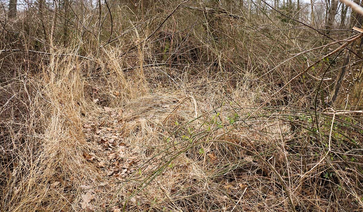 Deer bedding with wind at their back