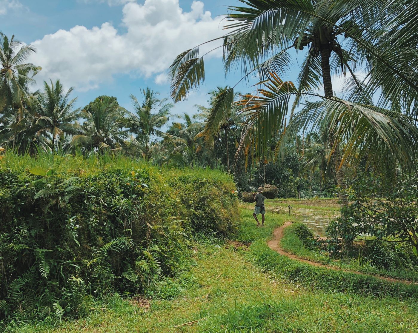 Rice field in Bali