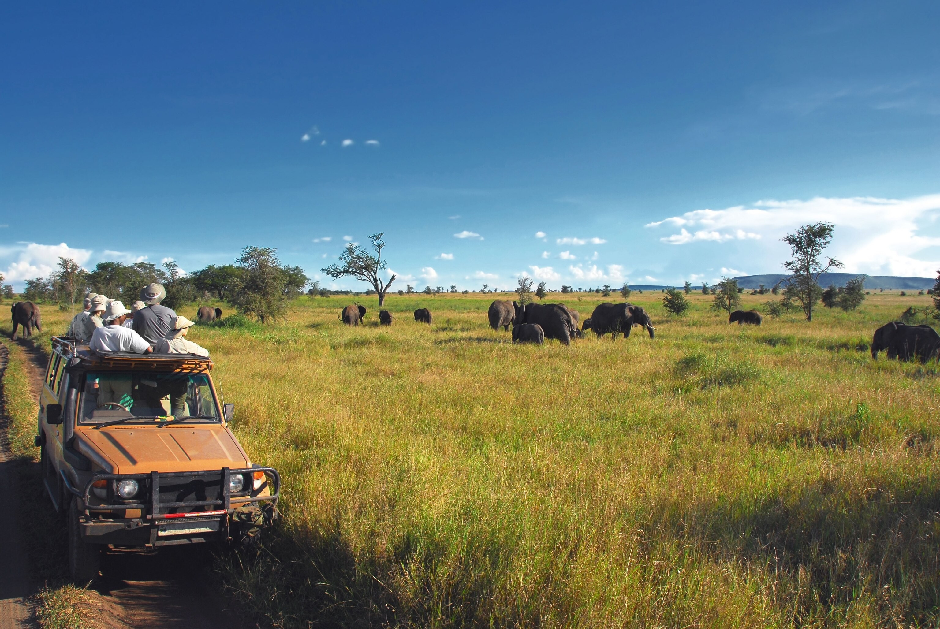 clear blu skies, safari image featuring visitors and a herd of elephants