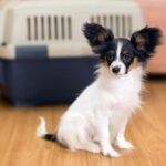 Papillon sitting indoors with a traveling crate in the background
