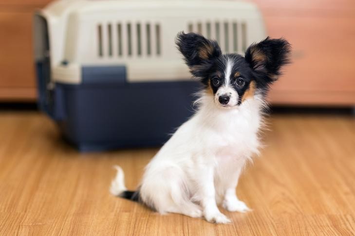 Papillon sitting indoors with a traveling crate in the background