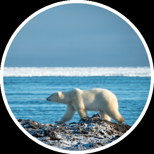 Vast tundra landscape in Nunavut, showcasing the region's untouched wilderness