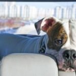 Dog displaying signs of anxiety during car travel
