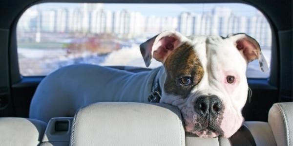 Dog displaying signs of anxiety during car travel