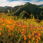 California Poppy Reserve Landscape