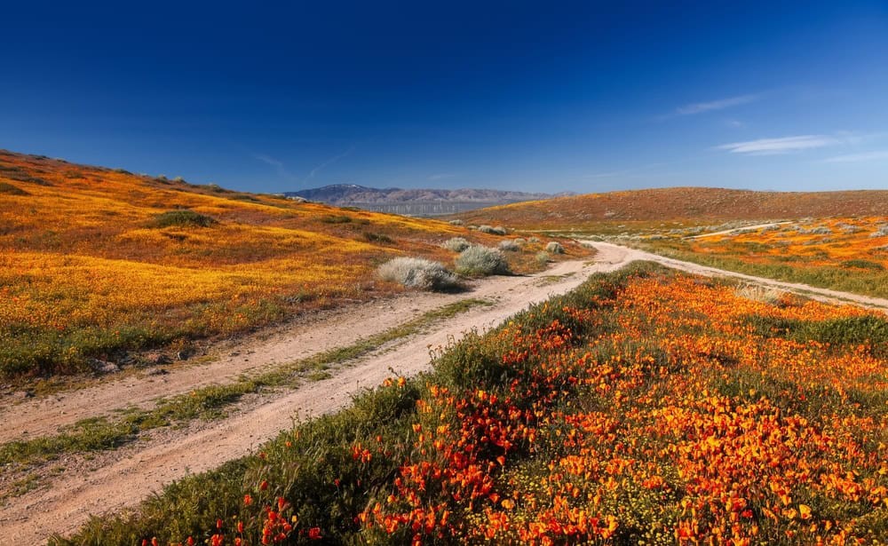 Poppy Reserve Close-up