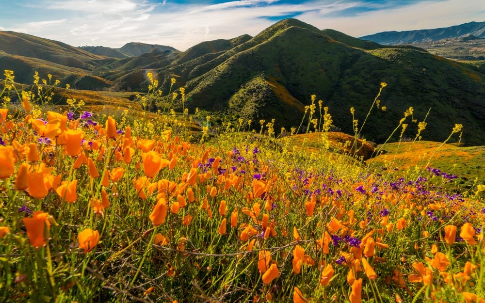 A vast field of vibrant California poppies in Antelope Valley
