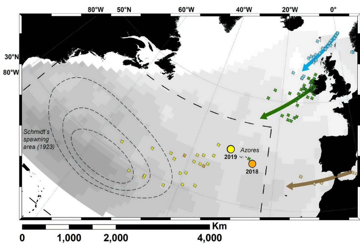 First direct evidence of adult European eels migrating to their breeding place in the Sargasso Sea.