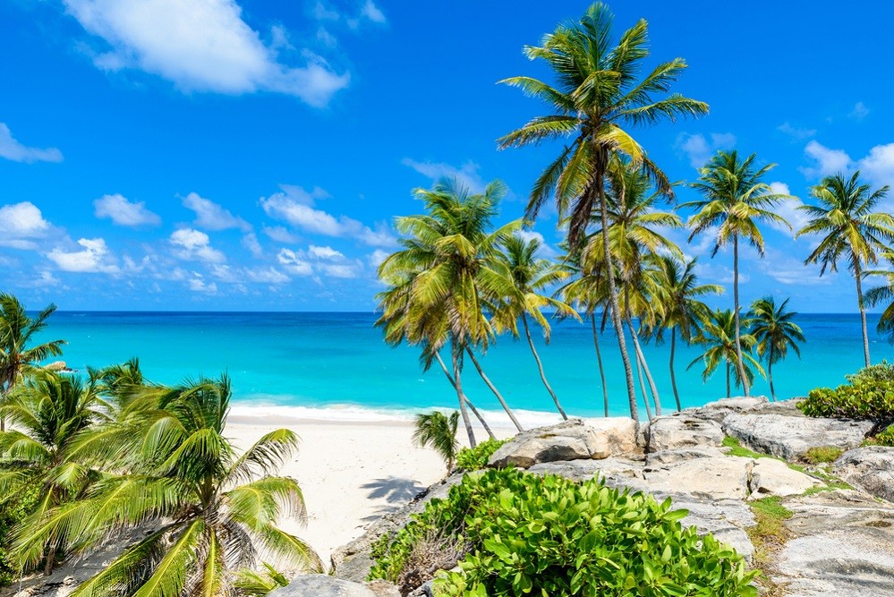 Palm trees and beachside in Barbados