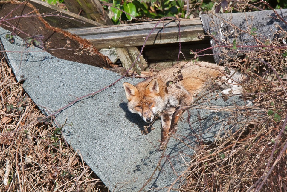 Battle scarred dog fox, illustrating territorial defense