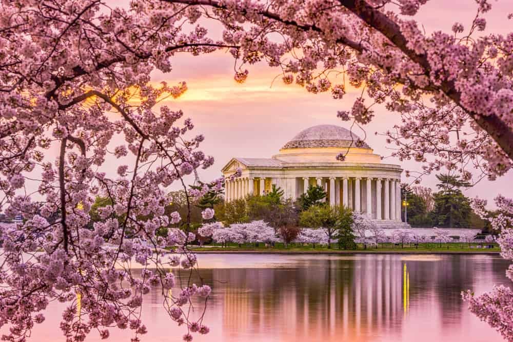 The Tidal Basin in Washington, D.C., adorned with blooming cherry blossoms