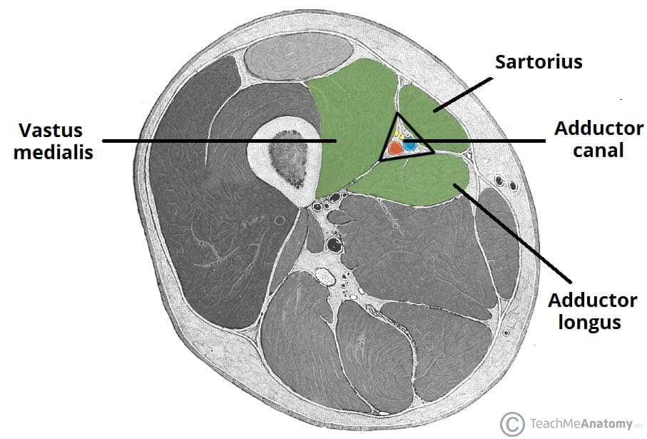 Cross-section of the thigh showing the borders of the adductor canal providing context for leg anatomy during travel