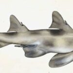 Great White Sharks Patrolling Near Seal Colony