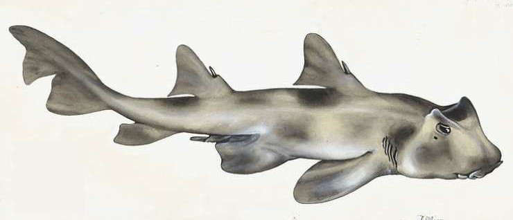 Great White Sharks Patrolling Near Seal Colony