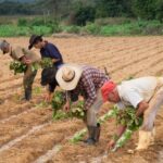 A man rolling cigars in a tobacco field