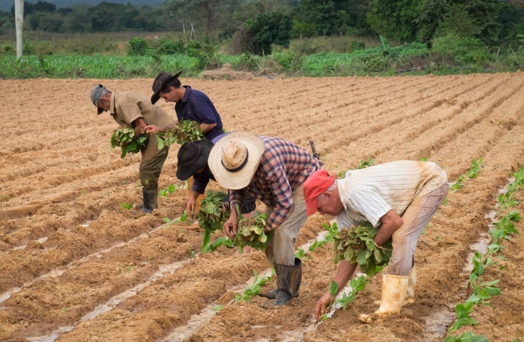 A man rolling cigars in a tobacco field