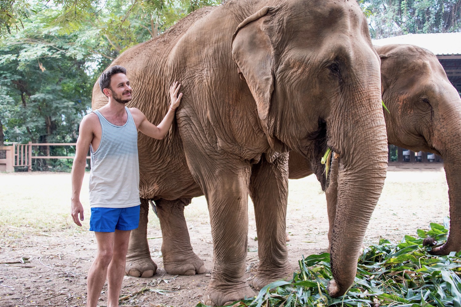 Elephants in Chiang Mai