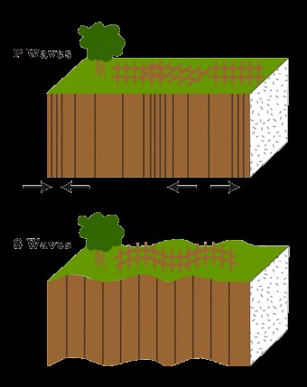 Cartoon depicting P and S seismic waves moving through the Earth's crust, showing compressional and shear motion
