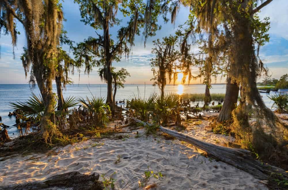 Coastal View of Fontainebleau State Park, Louisiana