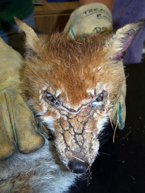 Fox mange face, illustrating the impact of diseases on fox populations