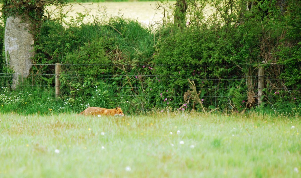 Fox moving along hedge, illustrating territory boundaries