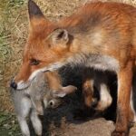 Fox with rabbit at earth, illustrating resource availability