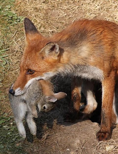 Fox with rabbit at earth, illustrating resource availability