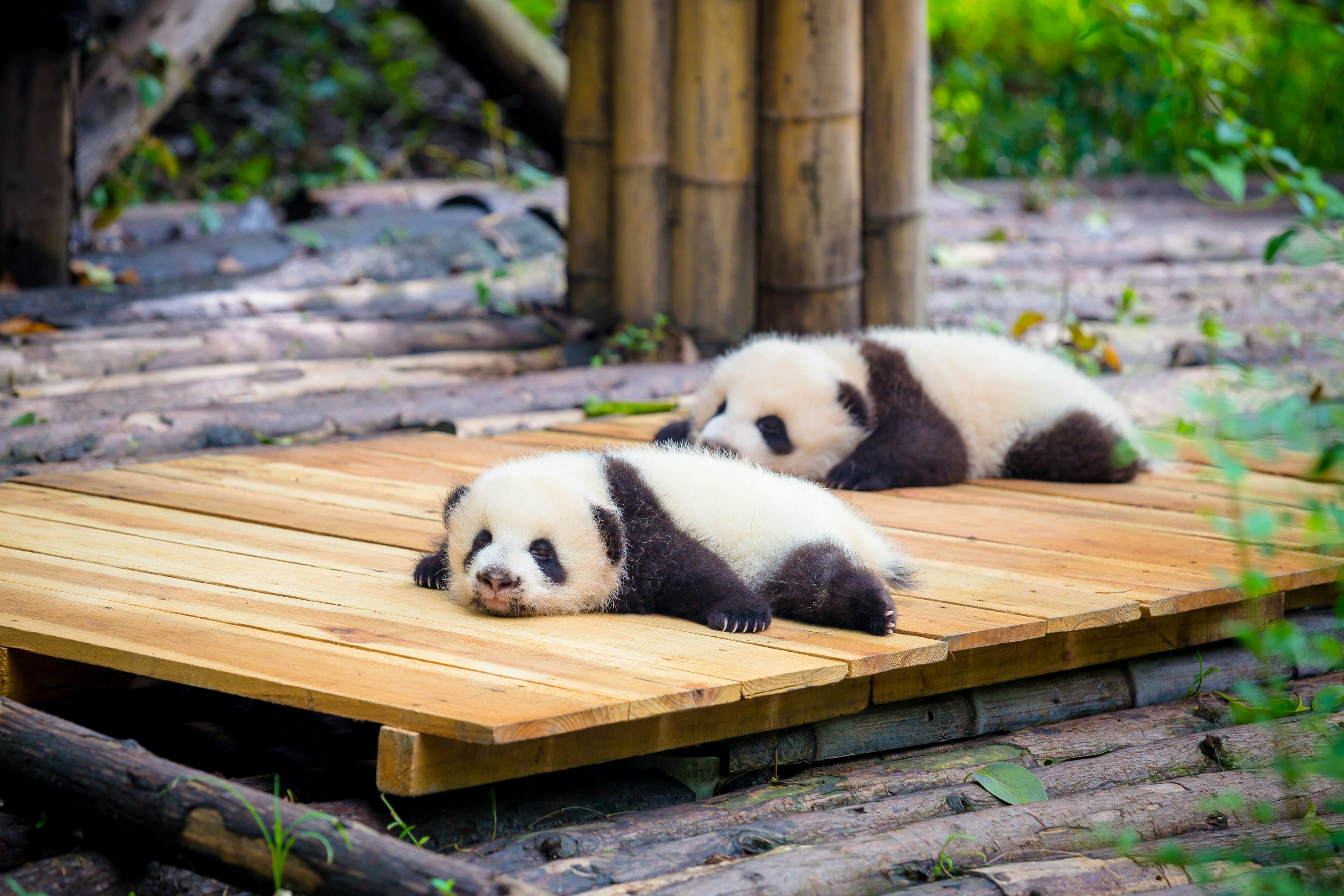Pandas in Chengdu, China