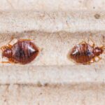 Bed bug hiding on a mattress seam