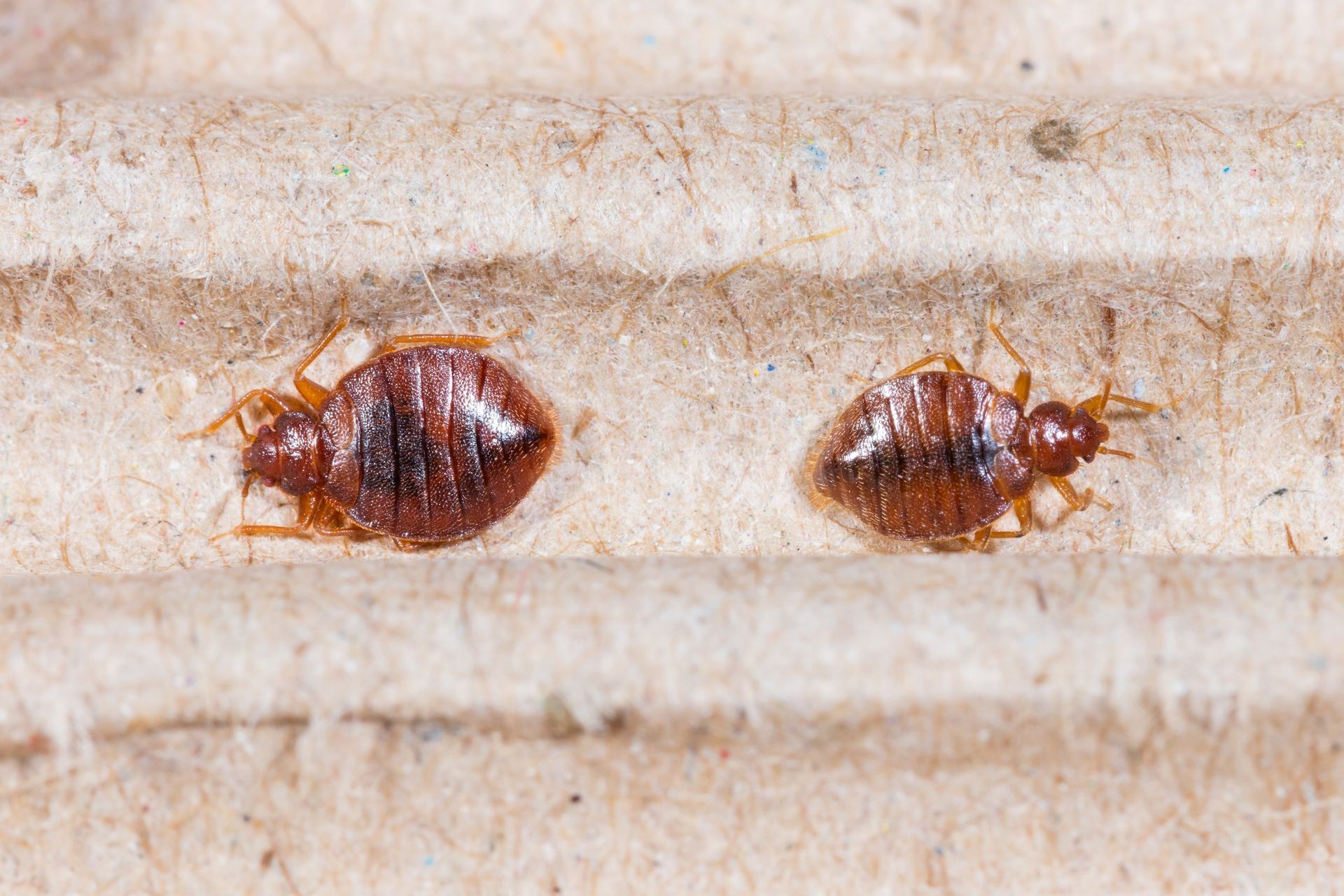 Bed bug hiding on a mattress seam