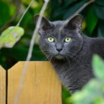 Curious cat exploring the great outdoors