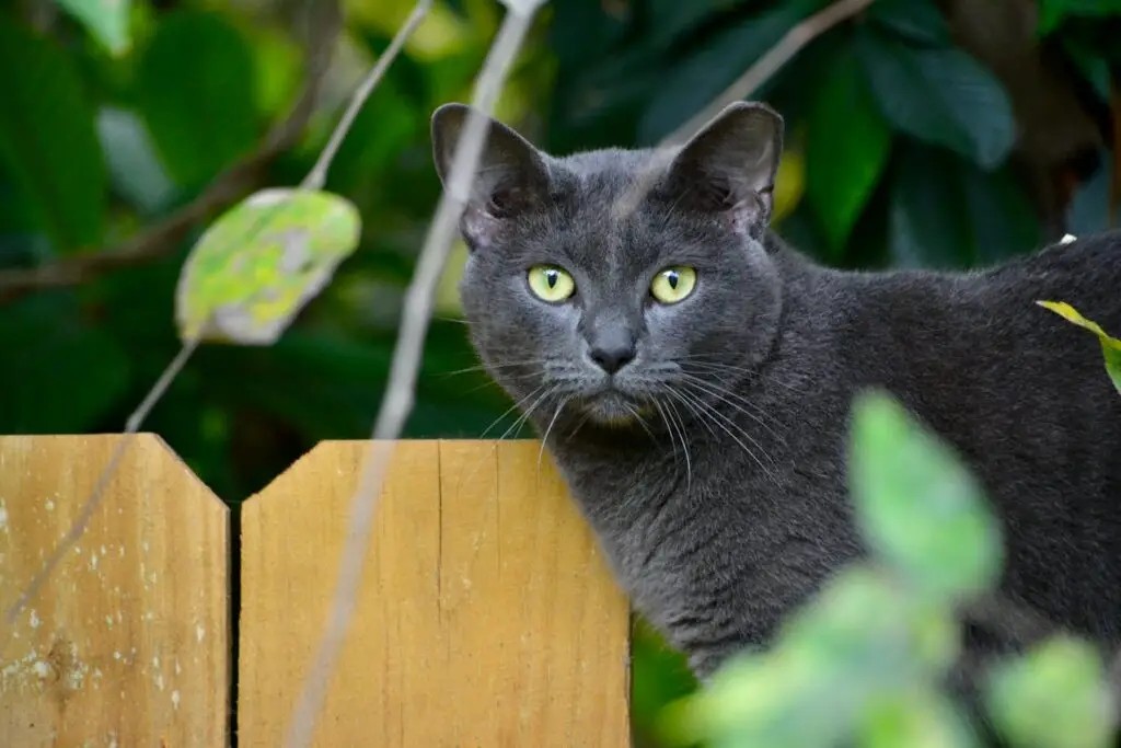 Curious cat exploring the great outdoors