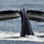 Humpback whale diving with tail above the water, illustrating how sound travels effectively underwater for communication